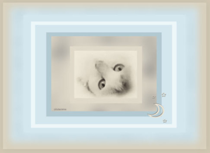 Picture of a cat / kitten / feline