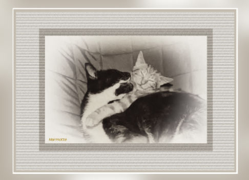 Picture of a cat / kitten / feline