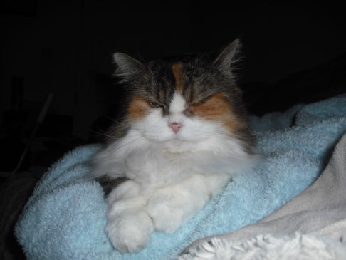 Picture of a cat / kitten / feline