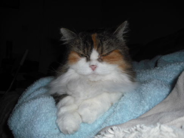 Picture of a cat / kitten / feline