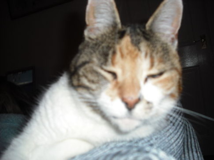 Picture of a cat / kitten / feline