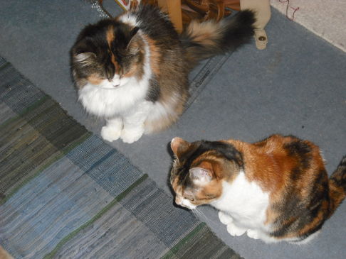 Picture of a cat / kitten / feline