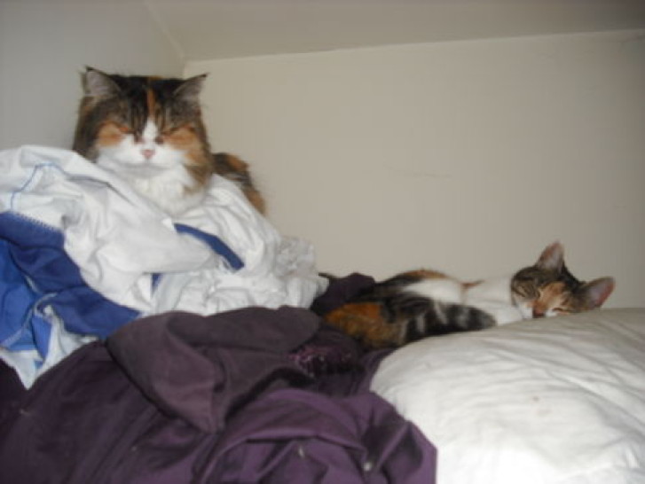 Picture of a cat / kitten / feline