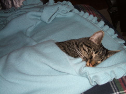 Picture of a cat / kitten / feline