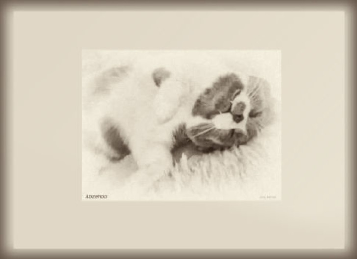 Picture of a cat / kitten / feline