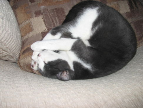 Picture of a cat / kitten / feline