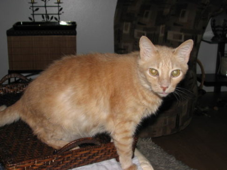 Picture of a cat / kitten / feline