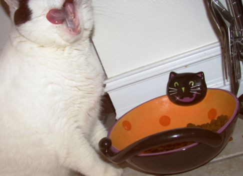 Picture of a cat / kitten / feline