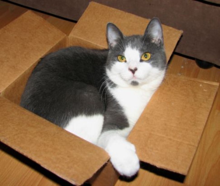 Picture of a cat / kitten / feline