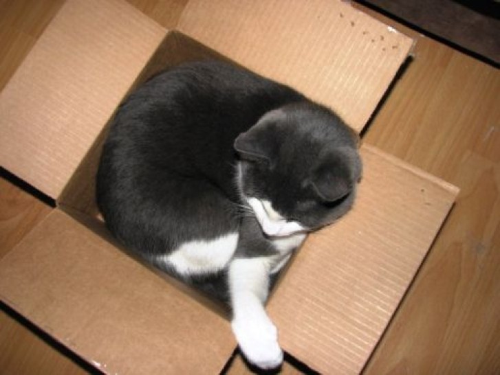 Picture of a cat / kitten / feline