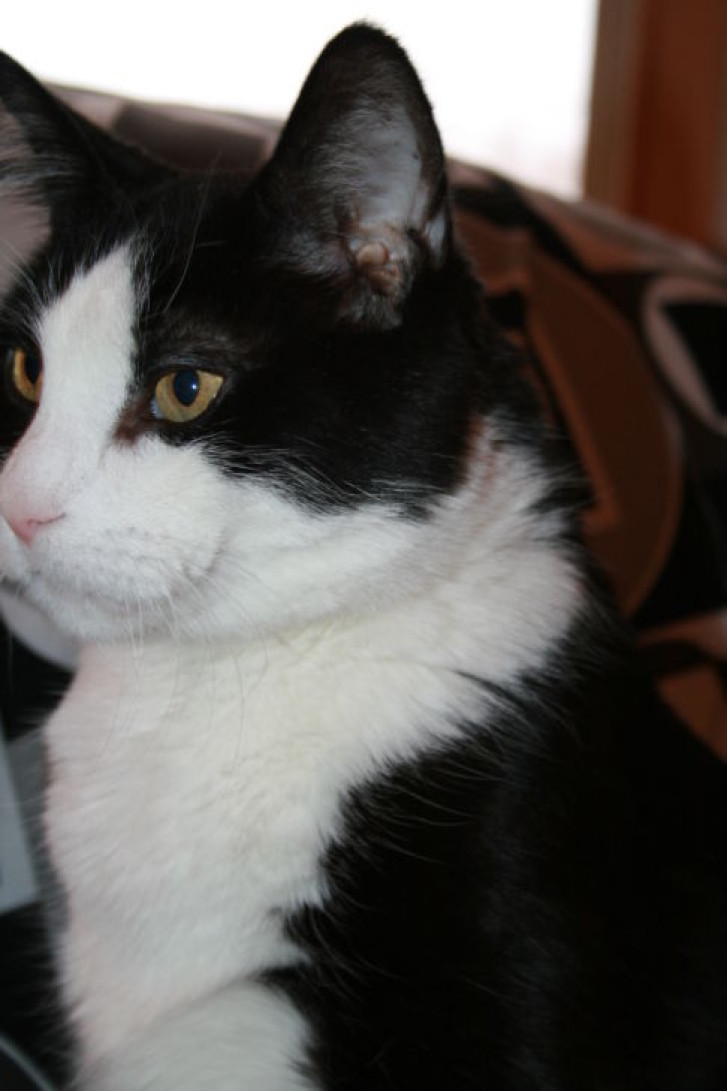 Picture of a cat / kitten / feline