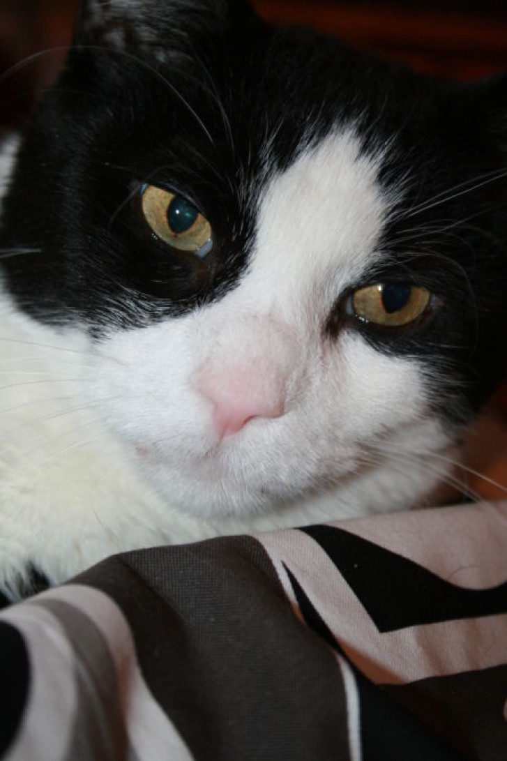 Picture of a cat / kitten / feline