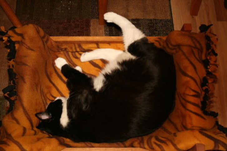 Picture of a cat / kitten / feline