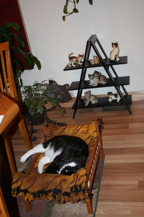 Picture of a cat / kitten / feline