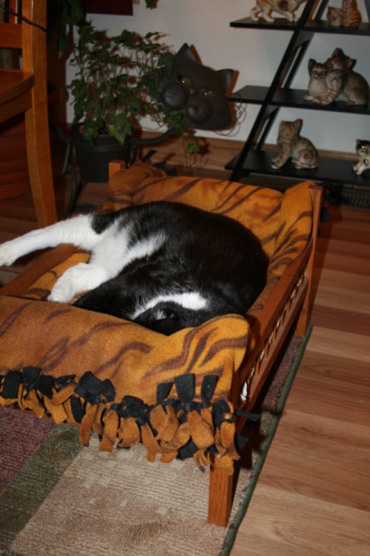 Picture of a cat / kitten / feline