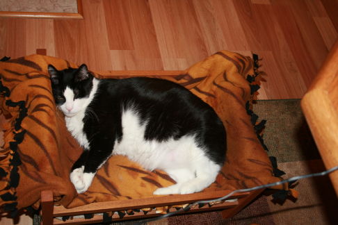 Picture of a cat / kitten / feline