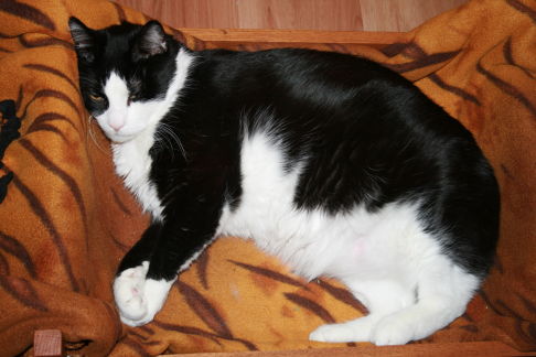 Picture of a cat / kitten / feline