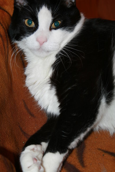 Picture of a cat / kitten / feline