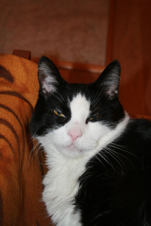 Picture of a cat / kitten / feline