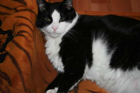 Picture of a cat / kitten / feline