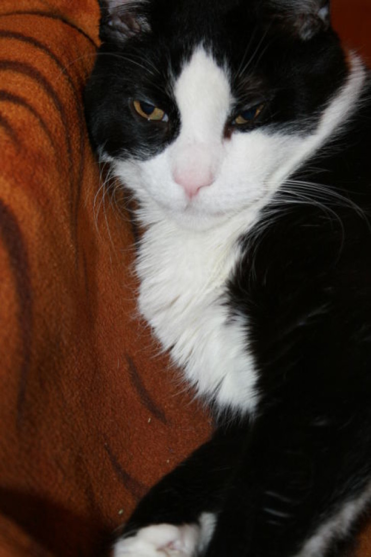 Picture of a cat / kitten / feline