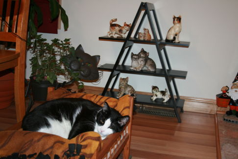 Picture of a cat / kitten / feline