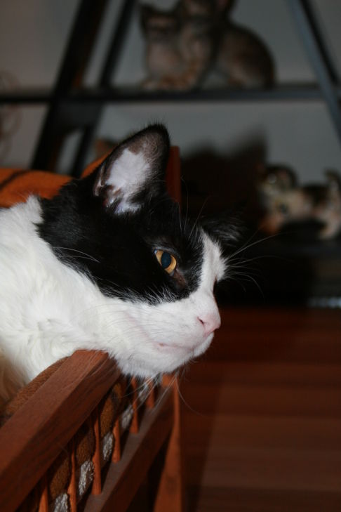 Picture of a cat / kitten / feline