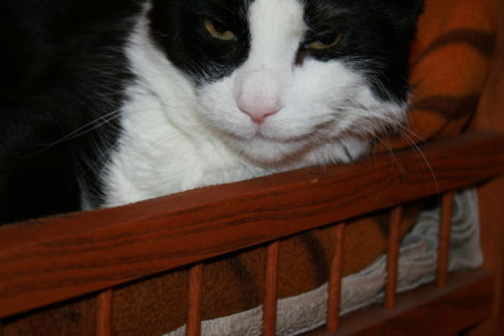 Picture of a cat / kitten / feline