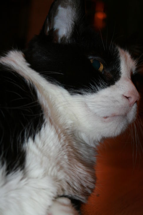 Picture of a cat / kitten / feline