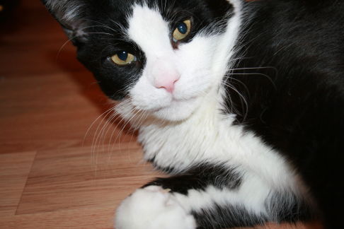 Picture of a cat / kitten / feline