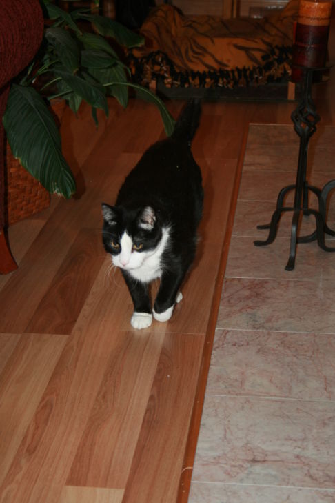 Picture of a cat / kitten / feline