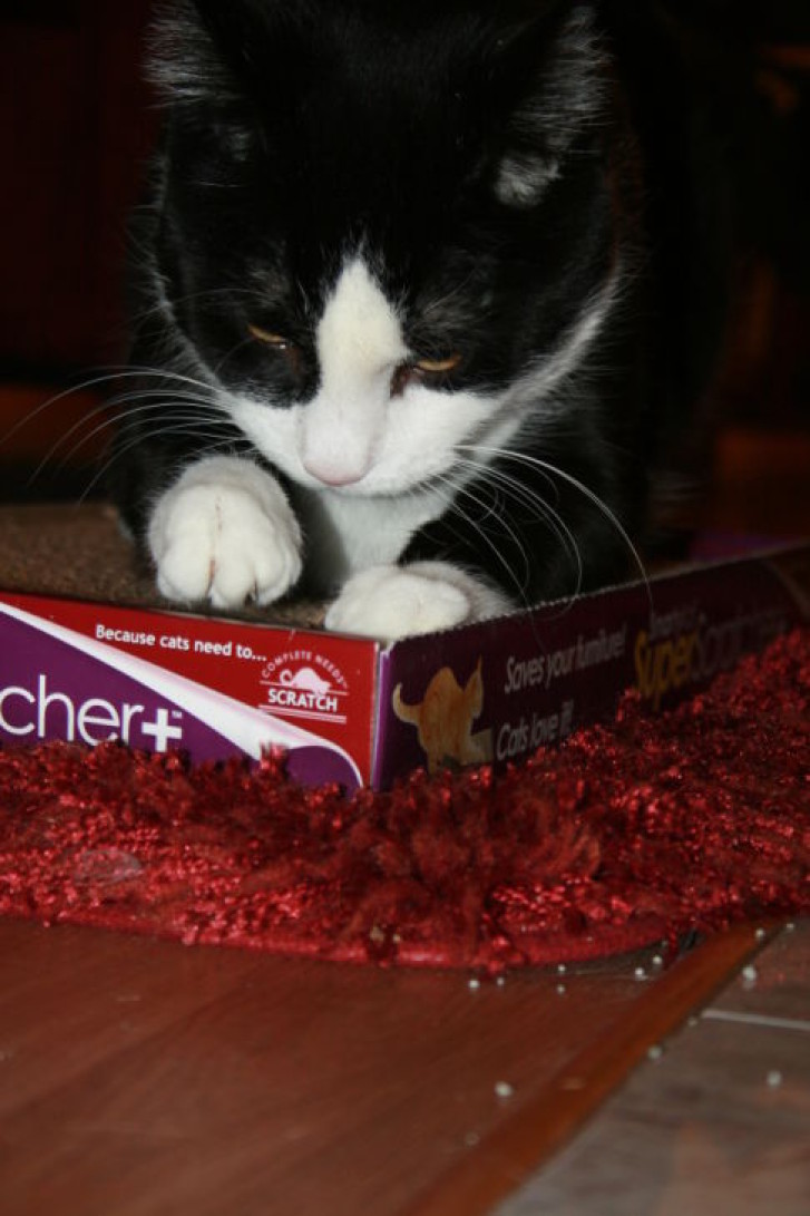 Picture of a cat / kitten / feline