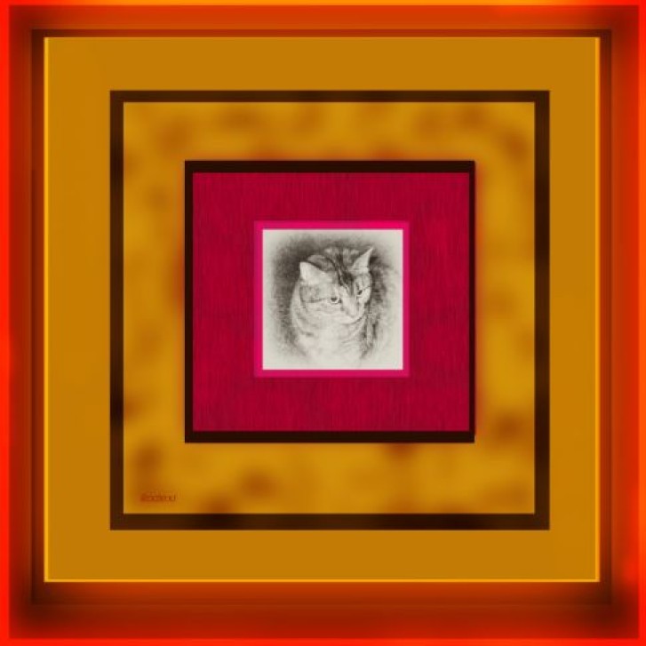 Picture of a cat / kitten / feline