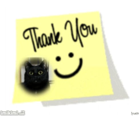 Picture of a cat / kitten / feline