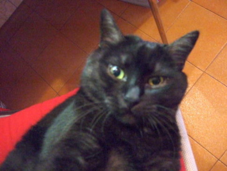 Picture of a cat / kitten / feline