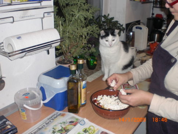 Picture of a cat / kitten / feline