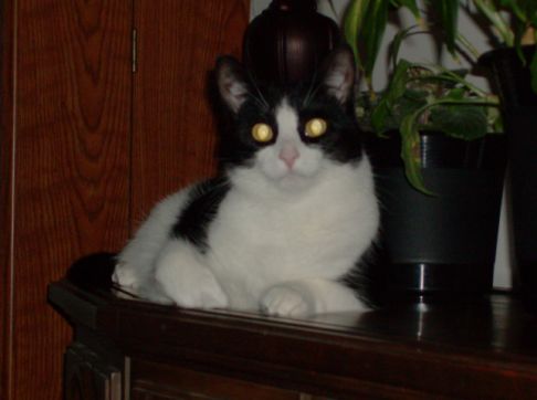 Picture of a cat / kitten / feline