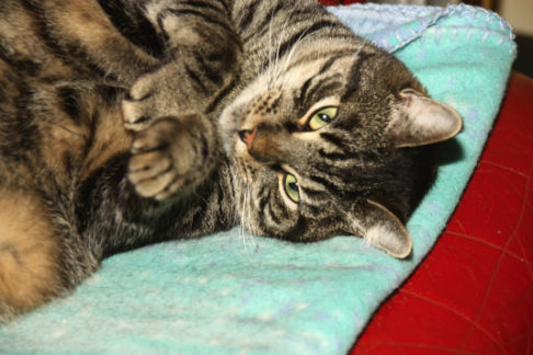 Picture of a cat / kitten / feline