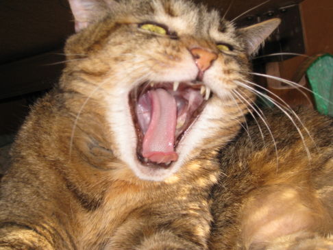 Picture of a cat / kitten / feline