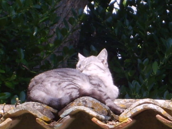 Picture of a cat / kitten / feline