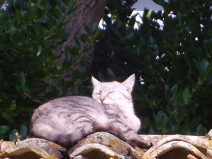 Picture of a cat / kitten / feline