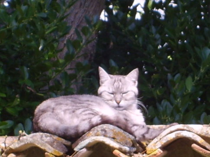 Picture of a cat / kitten / feline