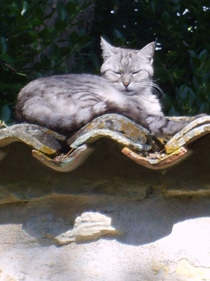 Picture of a cat / kitten / feline