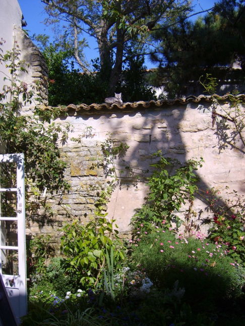 Picture of a cat / kitten / feline