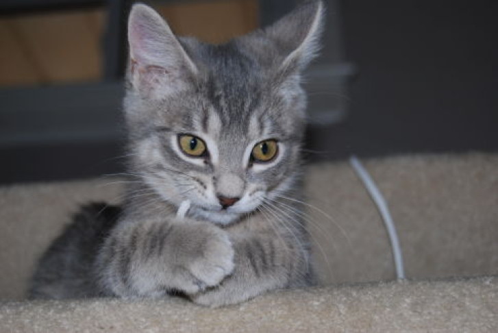 Picture of a cat / kitten / feline