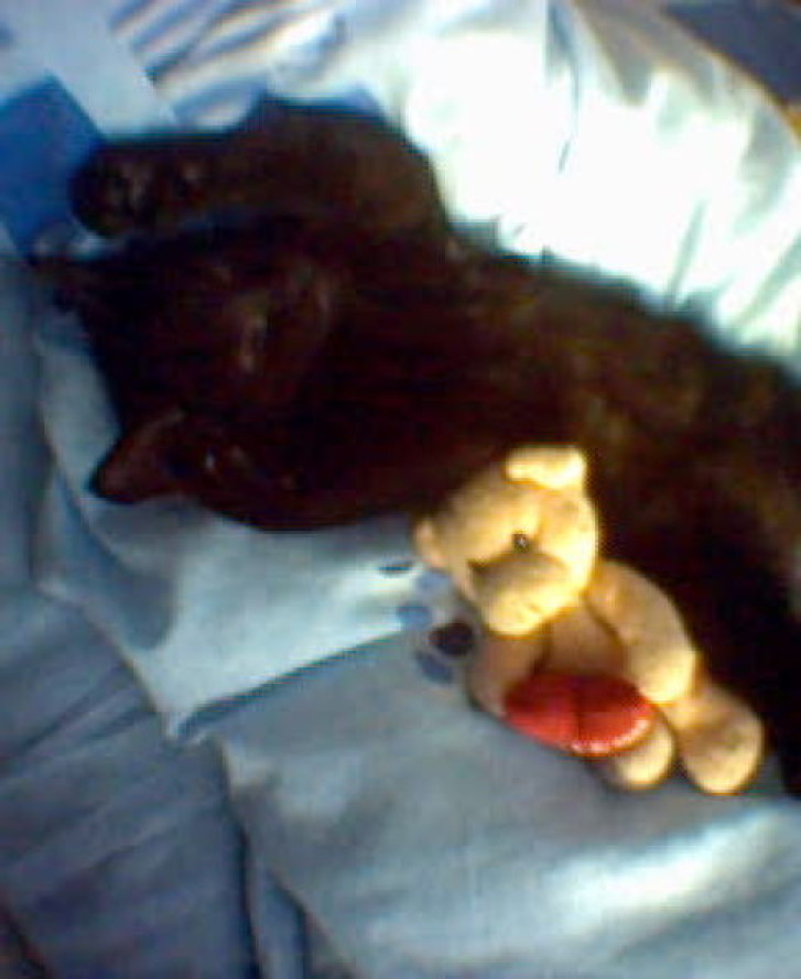 Picture of a cat / kitten / feline