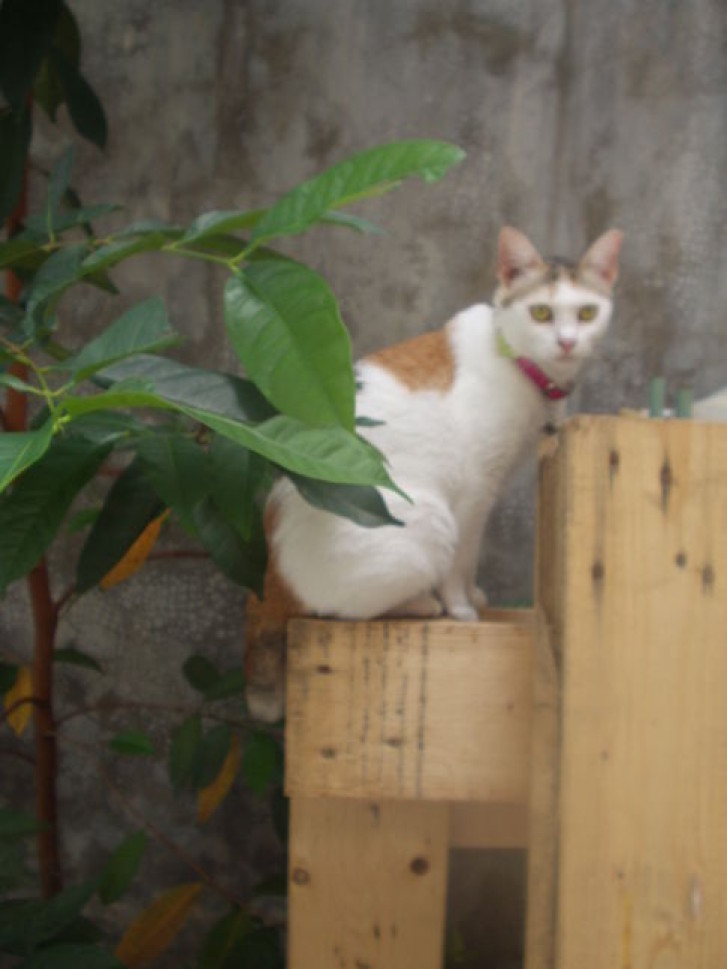 Picture of a cat / kitten / feline