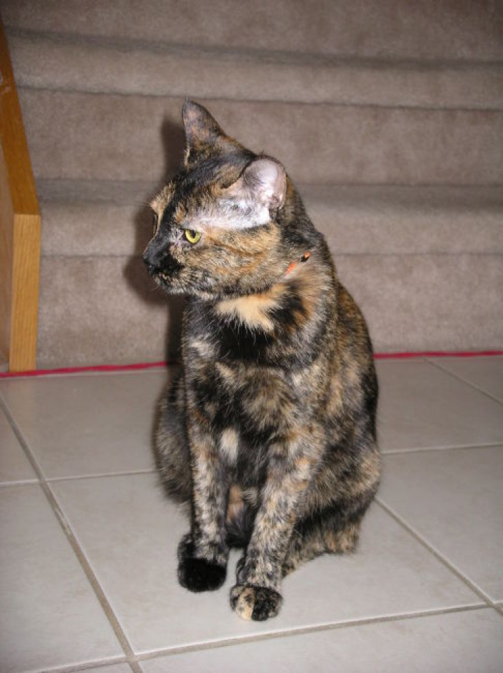 Picture of a cat / kitten / feline