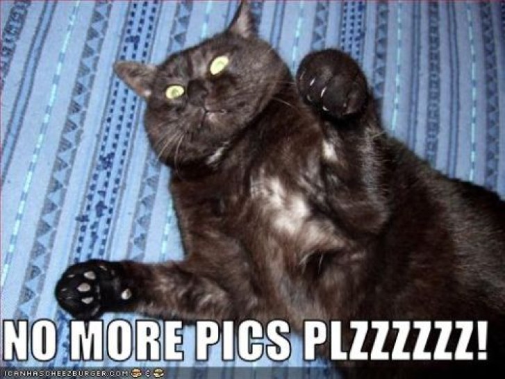 Picture of a cat / kitten / feline