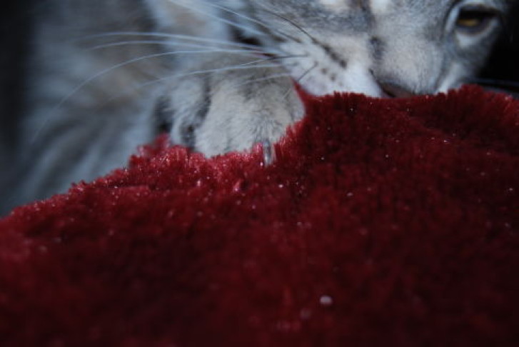 Picture of a cat / kitten / feline